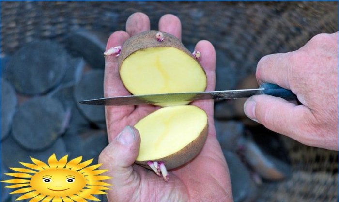 How to properly prepare potatoes for planting