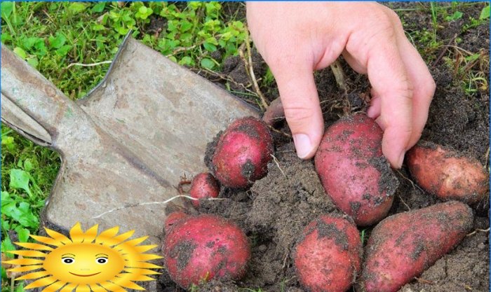 How to properly prepare potatoes for planting