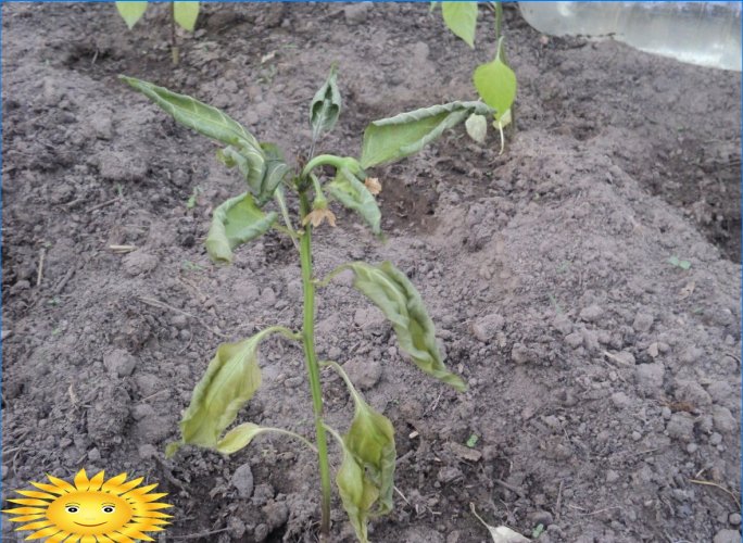 How to save seedlings from late frosts