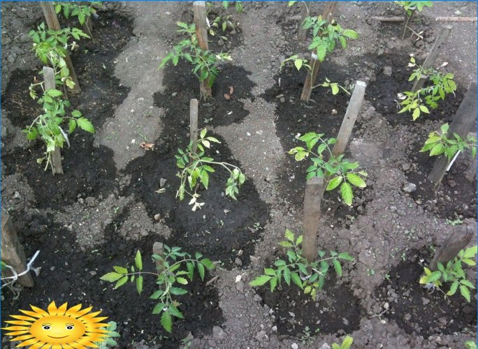 How to save seedlings from late frosts