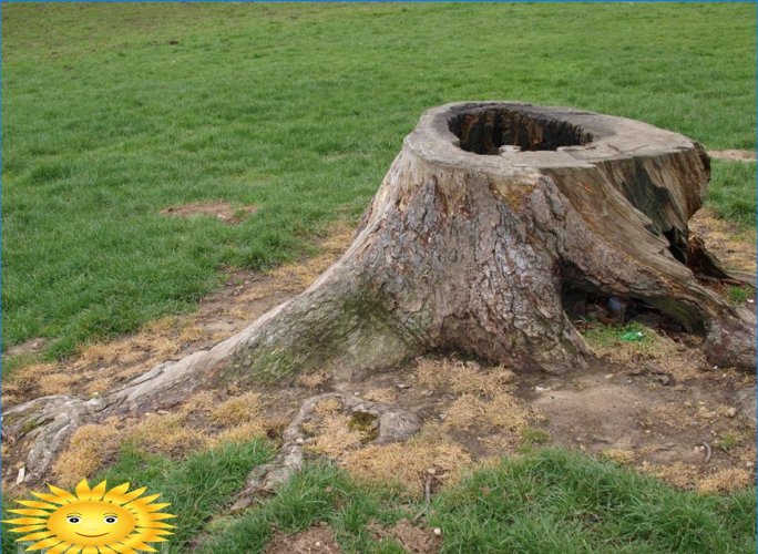 How to uproot a tree stump in an area