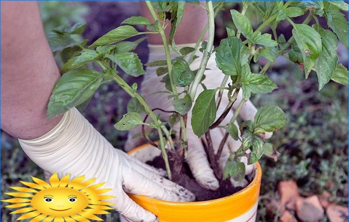 Master class on transplanting soil basil into pots