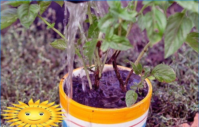 Master class on transplanting soil basil into pots