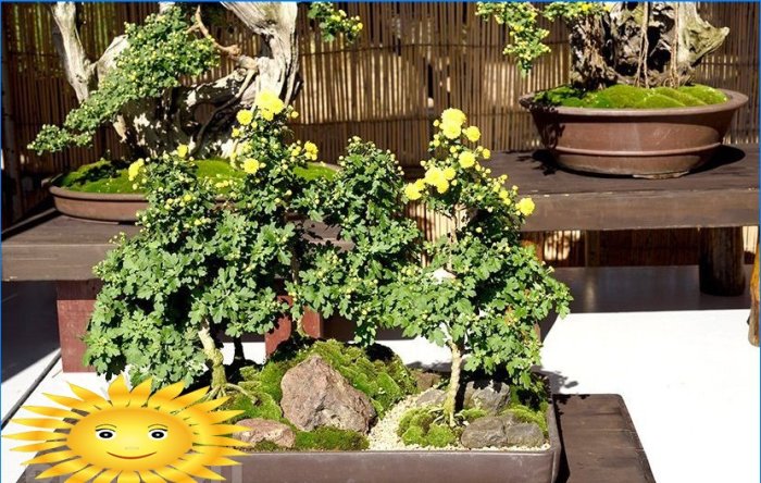 Mini garden in a pot: arrangement options for the composition