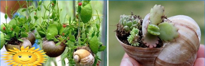 Mini garden in a shell