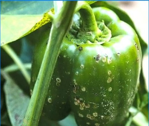 Organic farming. How to protect peppers from pests and diseases
