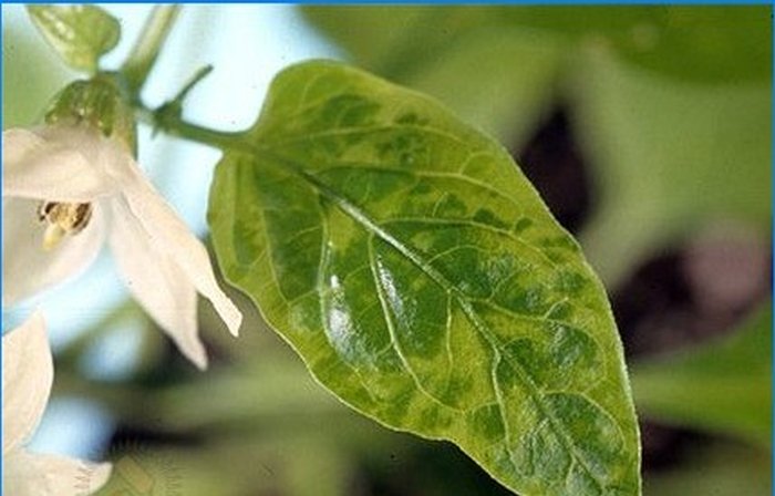 Organic farming. How to protect peppers from pests and diseases