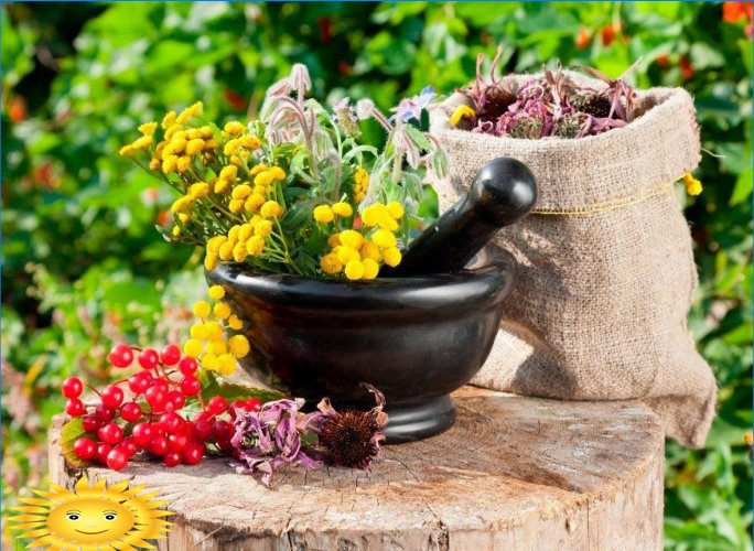Plants for creating a pharmacy garden with your own hands