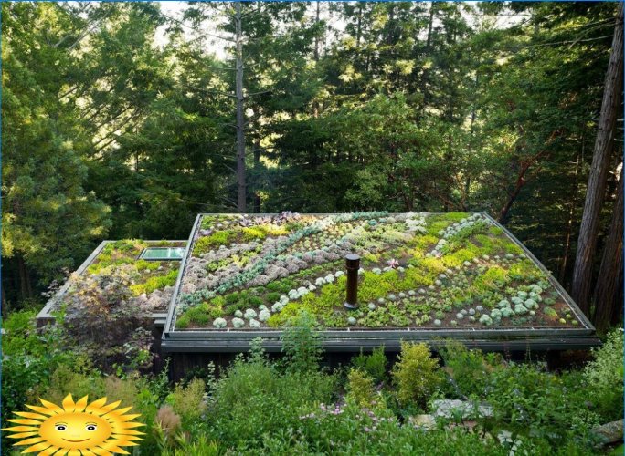 Roof garden - varieties and arrangement with your own hands