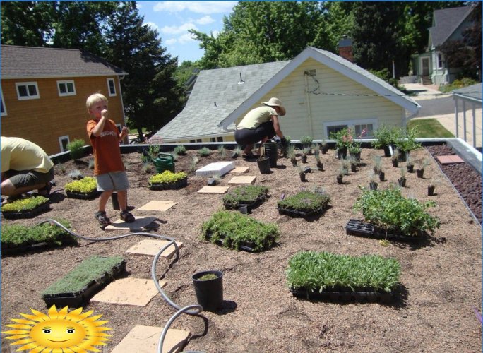 Roof garden - varieties and arrangement with your own hands