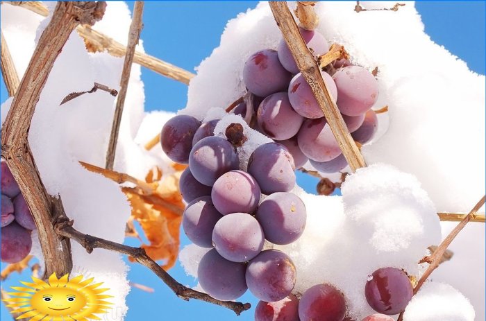 How to properly prepare grapes for winter