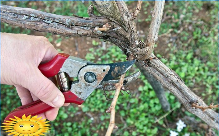 Smart vineyard: shaping and pruning