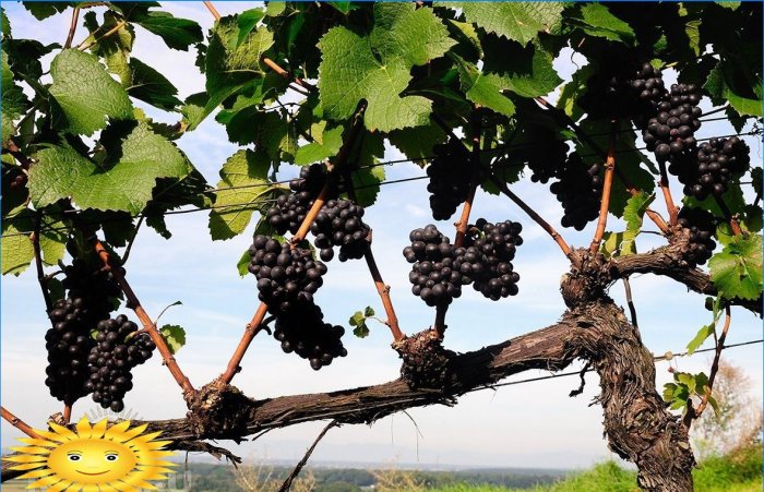 Smart vineyard: shaping and pruning