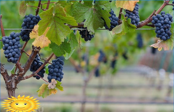 Smart vineyard: shaping on a trellis or arbor