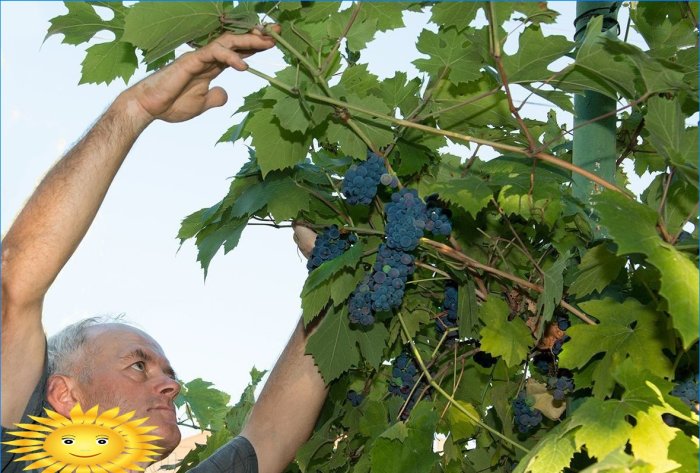 Ripe grapes on a branch