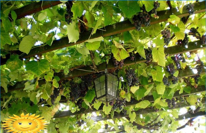 Trellis for grapes: varieties and features