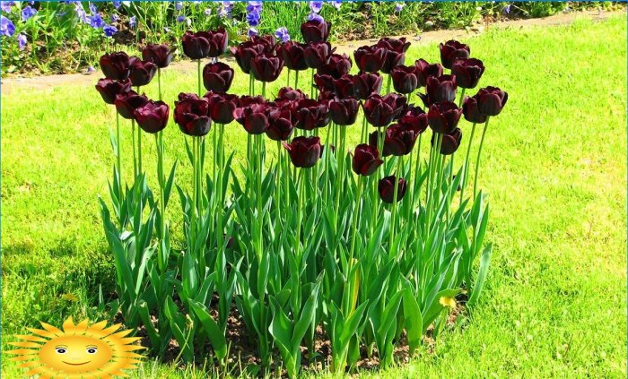 Flower bed of tulips