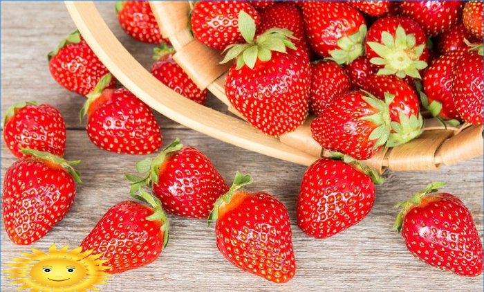 The best strawberry varieties for Russian regions