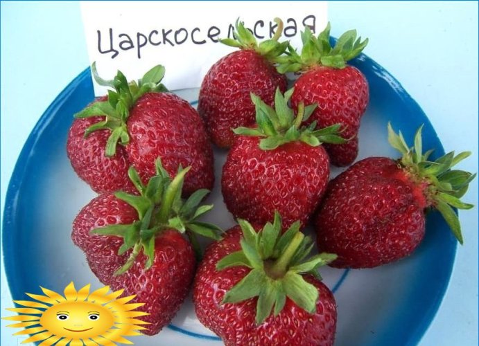Strawberry Tsarskoselskaya
