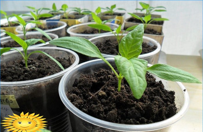 The main mistakes when growing seedlings