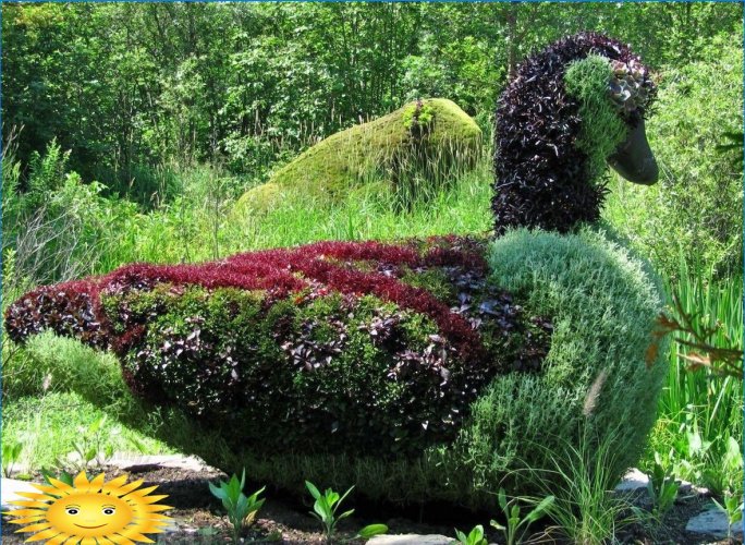Topiary - sculptures from shrubs and trees