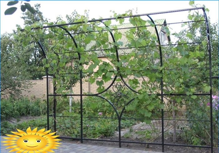 Trellis for grapes: varieties and features