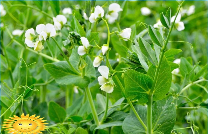 What green manure is better to sow in the garden
