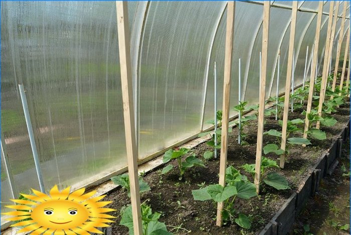 Winter growing vegetables in a greenhouse