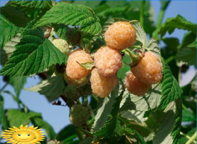 Yellow raspberries - features of varieties and cultivation