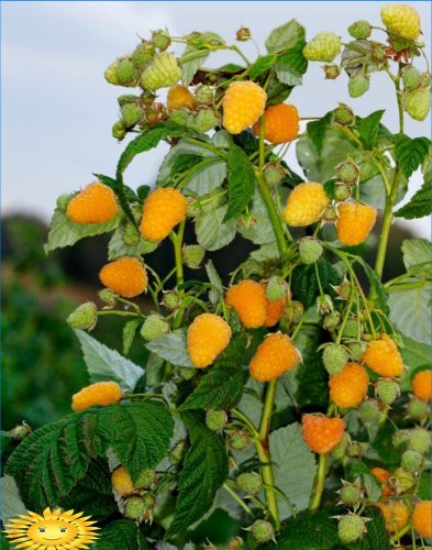 Yellow raspberries - features of varieties and cultivation
