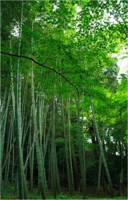 Saiho-ji Moss Garden in Kyoto