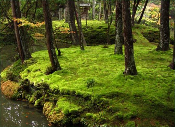 The Moss Garden at Saiho-ji in Kyoto