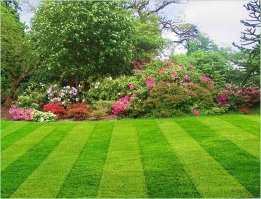 Lawn care recommendations: The right planting pattern