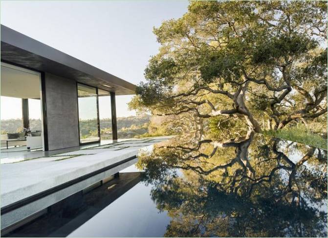 Perennial oak tree over a swimming pool
