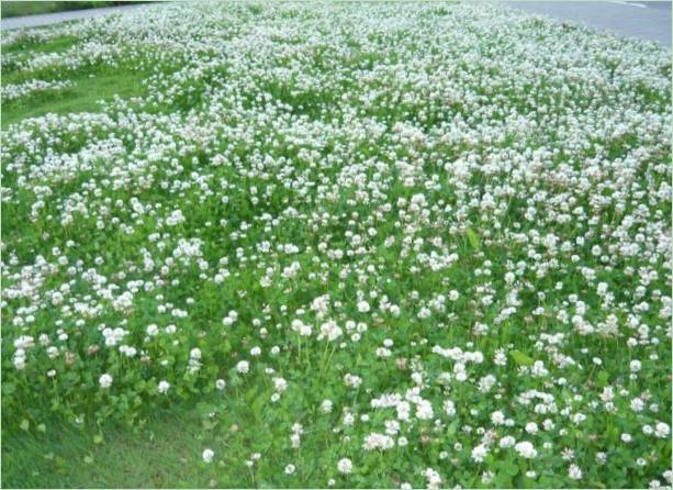 White clover lawn